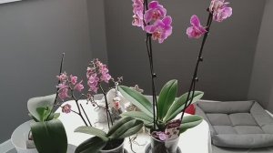 УХОД за ОРХИДЕЯМИ после покупки ✅ Обработка от ВРЕДИТЕЛЕЙ #орхидеи