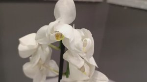 Сбылась моя МЕЧТА 🤩☺️🥰 #орхидеи #распаковкановойорхидеи