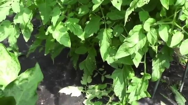 Better Tomato Growth Through Effective Pruning смотреть онлайн