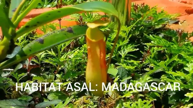 59 Nepenthes madagascariensis смотреть онлайн