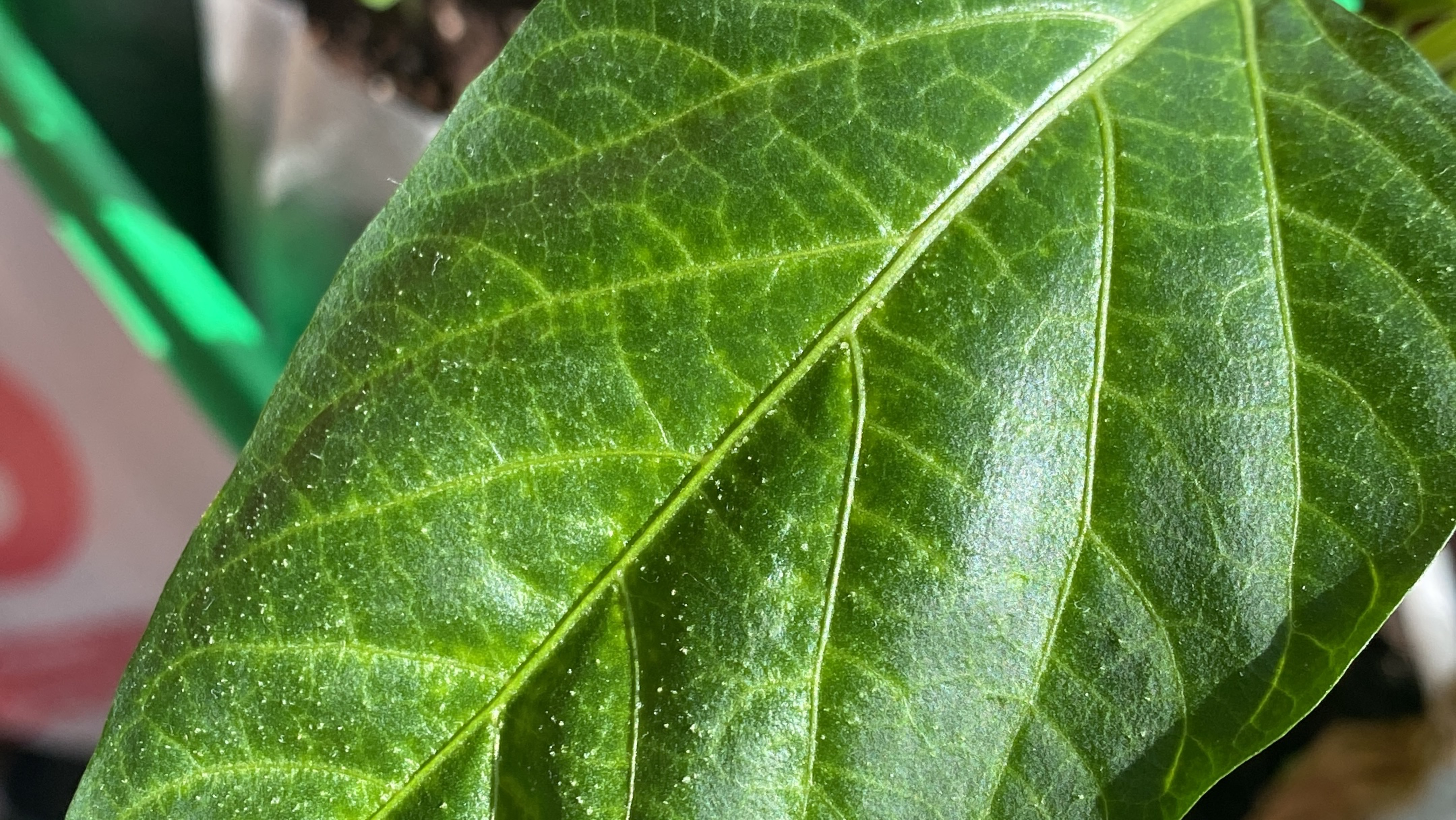 Что случилось с перцами ???😲😲😲 И почему только с этими ? SOS !!! смотреть онлайн