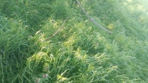 VID_20250414_164414.mp4