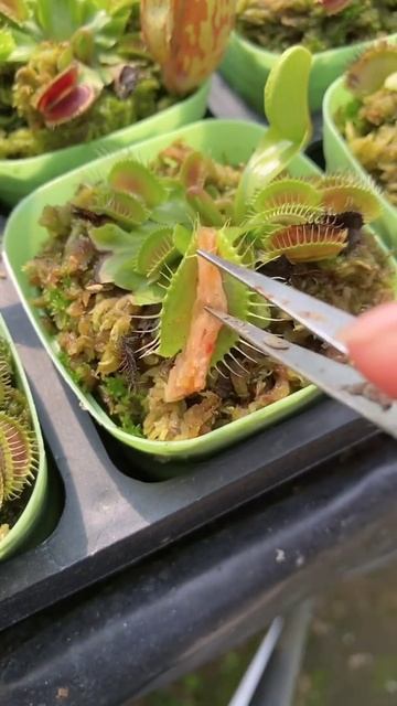 Carnivorous Botanical Garden That old iron remember to call your seven aunts and eight aunts over смотреть онлайн