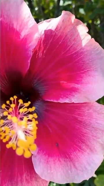 🎍Гібіскус Триколор, що переплетений в косичку💫 та квітує трьома кольрами🌸 смотреть онлайн