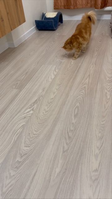 Самозанятый котик смотреть онлайн