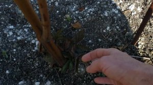 Обрезка ежевики весной. 14 апреля 2025г.