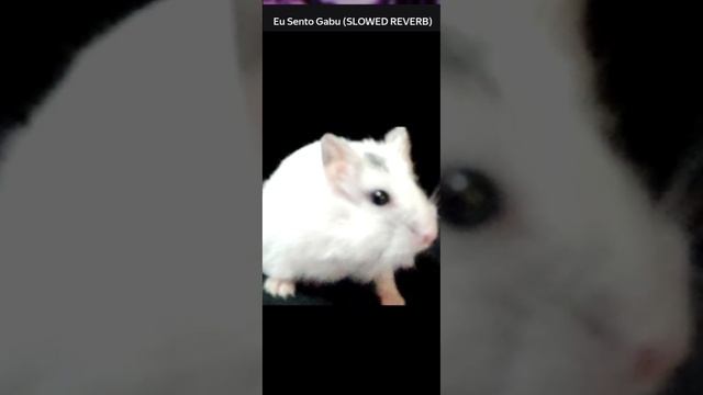 Медленный Фонк☠️
(хомяш) смотреть онлайн