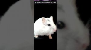 Медленный Фонк☠️
(хомяш)