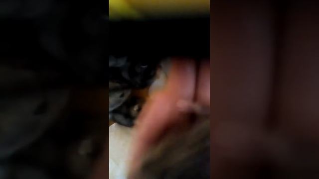 Детям Ляли 15 дней смотреть онлайн