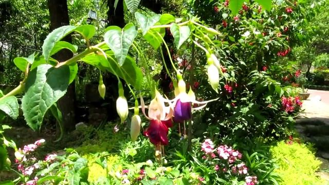 Flowers in Sapa Garden BnB denlongtim.MOV смотреть онлайн