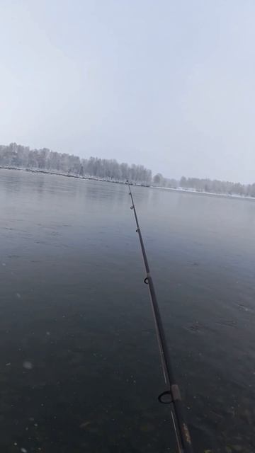 Ловля хариуса в октябре на реке Бия. #shorts смотреть онлайн