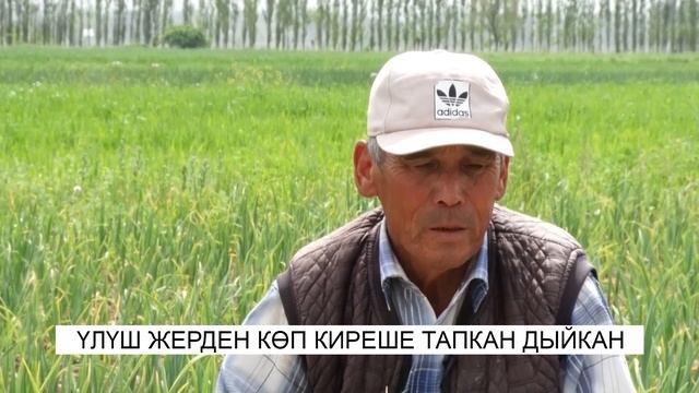 Үлүш жерден көп киреше тапкан дыйкан смотреть онлайн