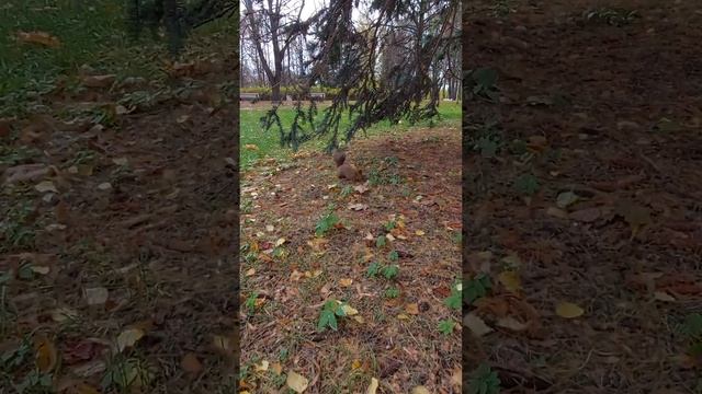 БЕЛКА ЕСТ ОРЕШКИ Squirrel Eating смотреть онлайн