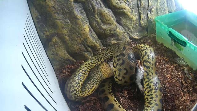 Anaconda Eating Rabbit