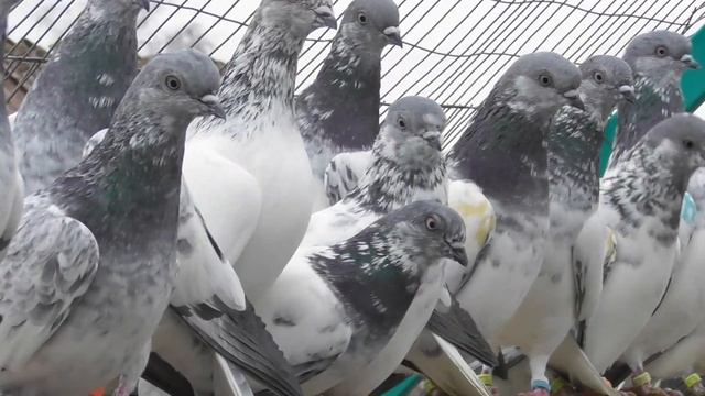 Самочки оставил на племя смотреть онлайн