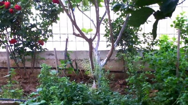 Ο ΚΗΠΟΣ ΤΗΣ ΘΕΙΑΣ ΜΑΡΙΑΣ смотреть онлайн