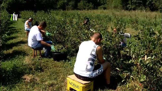 Mladi bračni par proizvodi aroniju смотреть онлайн