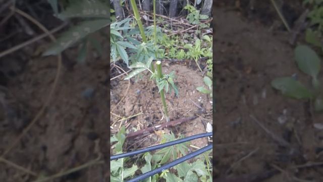 26 сентября 2023 г.