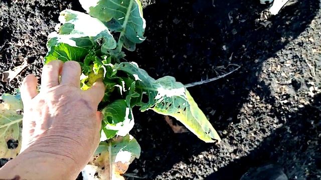 Уборка 🥦🥦🥦Цветной КАПУСТЫ. 😥Урожай не Очень. С нас ХВАТИТ. 14 октября 2022г.💖 смотреть онлайн