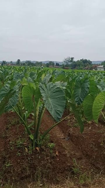 talas Pratama usia 3 bulan tanam смотреть онлайн