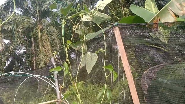 aktifitas berkebun || perbaiki lanjaran kacang panjang || panen jahe смотреть онлайн