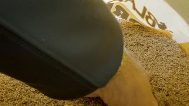 Discover the Story Behind Black Beauty Grass Seed смотреть онлайн