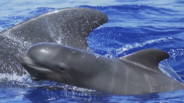 Канарские острова. смотреть онлайн