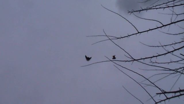 Николаевские голуби г Павлоград (18 12 2021). смотреть онлайн