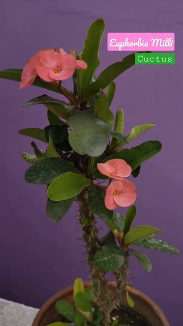 gulabi euphorbia milli#flowers смотреть онлайн