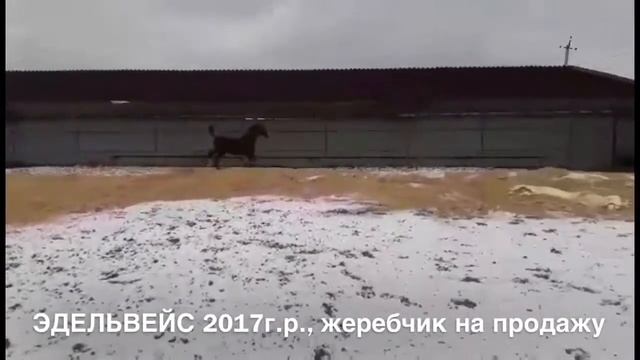 Продажа жеребчика ЭДЕЛЬВЕЙС 2017г.р. смотреть онлайн