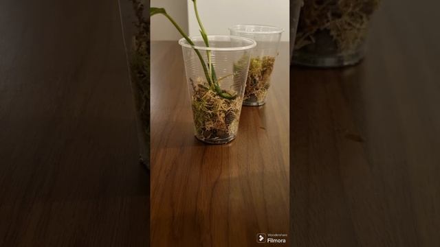Queen•Gold•pothos смотреть онлайн