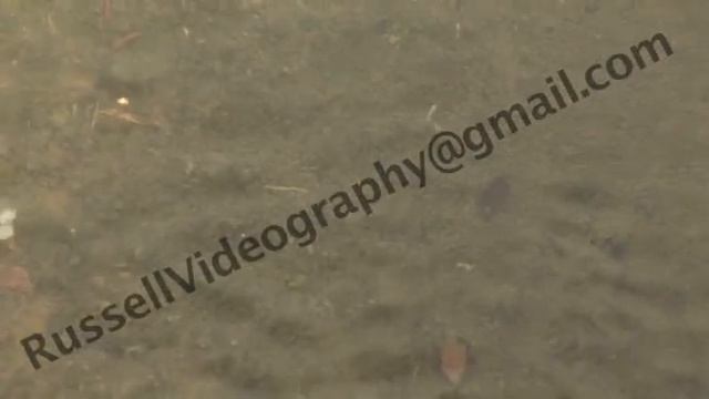 Japan Nature Sakura 16 смотреть онлайн