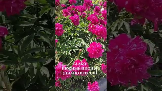 CJ AKO - Нежные пионы пиано и вокал версия 2 фрагмент смотреть онлайн