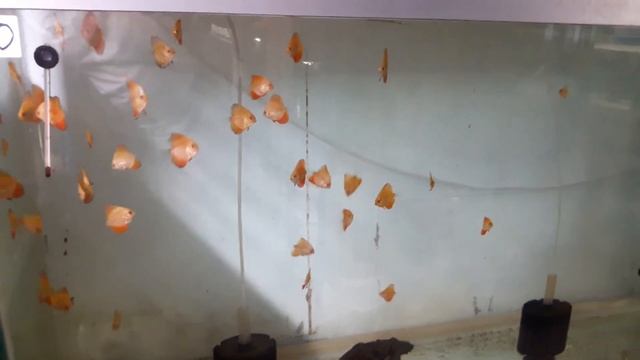 Обзор разводни ДИСКУСЫ смотреть онлайн