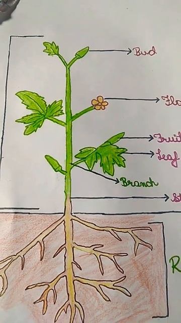 shorts video yt shorts video смотреть онлайн