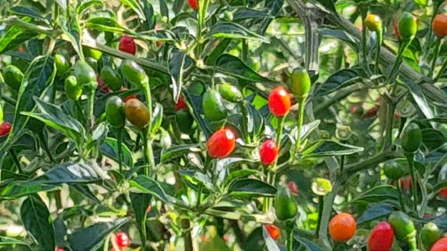 MATA DE CHILTEPIN. смотреть онлайн