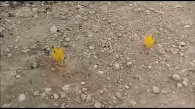 החלמונית смотреть онлайн