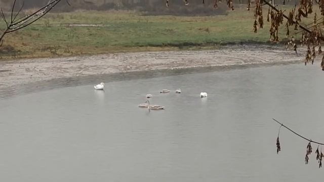 Лебединная семья!!! смотреть онлайн