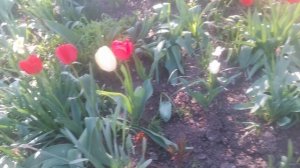 VID_20250414_164640.mp4