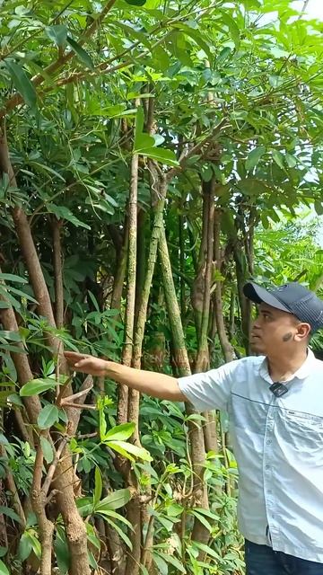 Ready pohon pule tinggi 3-4 meter, dengan lingkar 15 cm #pohonbesar #penghijauan #jakarta #bandung смотреть онлайн