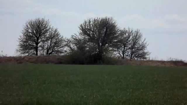 Гриби Строчки