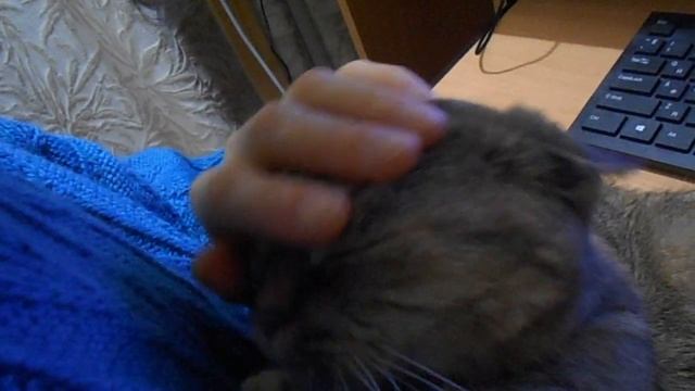 Любви невидимая нить:) Кошка Ромашка. смотреть онлайн