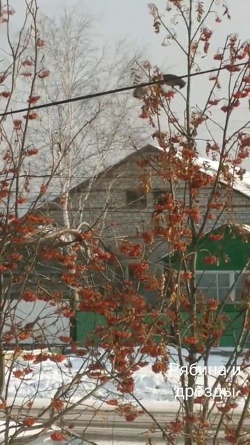 #приморье #зима #рябина смотреть онлайн