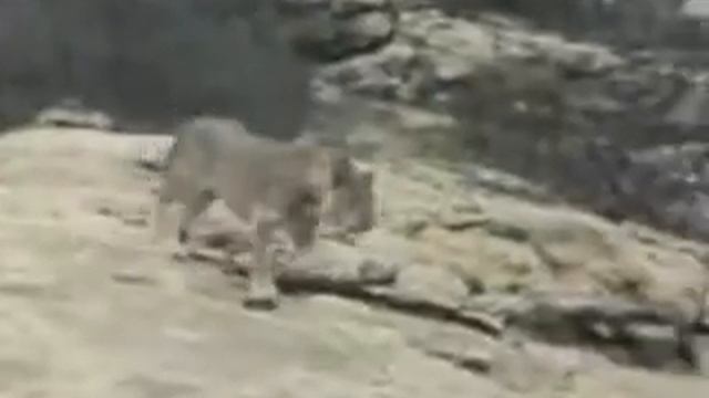 Трогательное видео смотреть онлайн