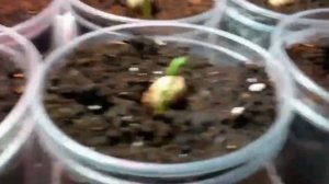 Выращивание саженцев иранской фисташки Акбари из семян в России | Dulce Gardens