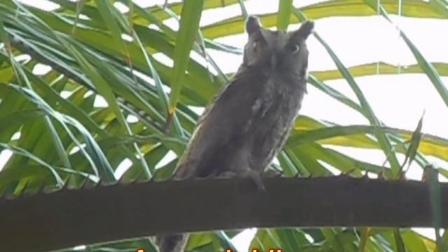 MEGASCOPS WATSONII Otra tipica ave de los llanos orientales. смотреть онлайн