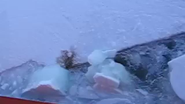 Penguin Fight Song (Antarctica) смотреть онлайн