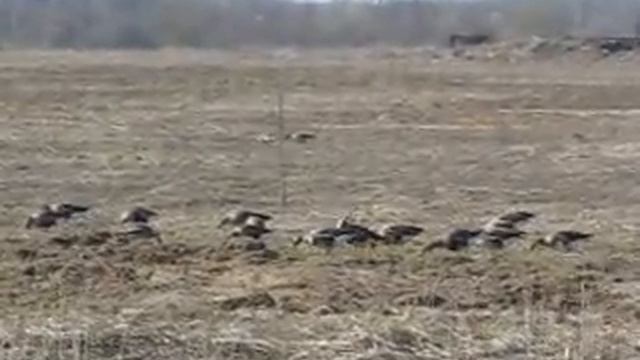дикие гуси смотреть онлайн