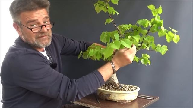 Bonsai 2023-28 - Winterlinde - das Unterteil - nicht schön, aber besonders! смотреть онлайн