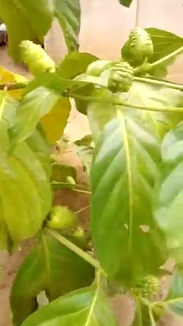 Pé de Fruta noni não conhecia e medicinal Dona Nice plantou olha que belesura смотреть онлайн